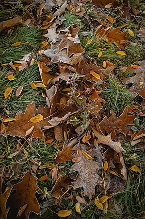 Oakwood Cemetery 10.31.20