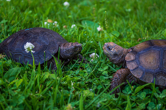 Dozer and Tank (Black and Brown Mountain Tortoises) #TankTheTortosie #DozerTheTortoise