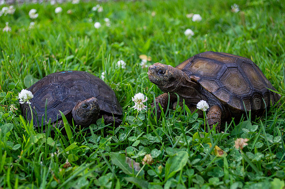 Dozer and Tank (Black and Brown Mountain Tortoises) #TankTheTortosie #DozerTheTortoise
