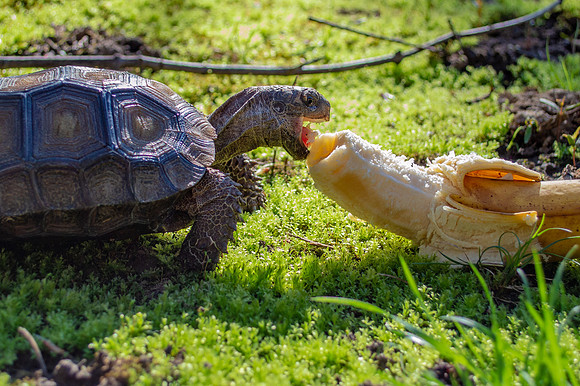Tank the Brown Mountain Tortoise #TankTheTortoise