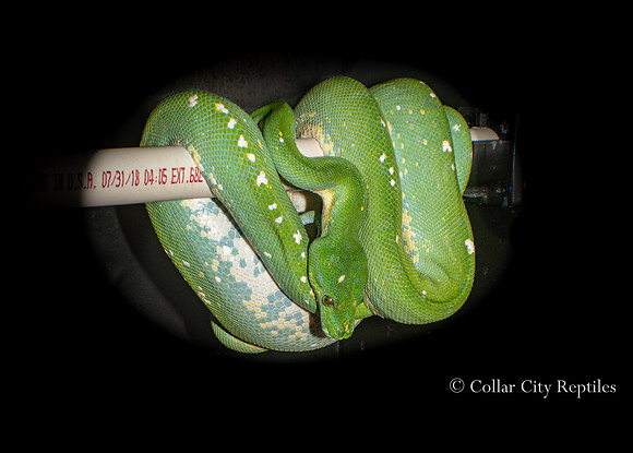 "Ru" (undocumented possible Biak x Aru) March 2020