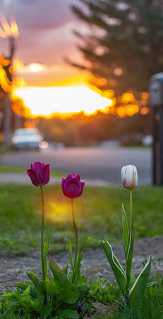 May 2020 tulips