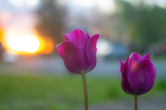 May 2020 tulips