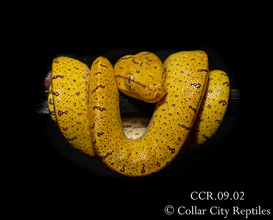 CCR 09.02 April 2019 Pairing - Aru × Sorong × Possible Aru Biak