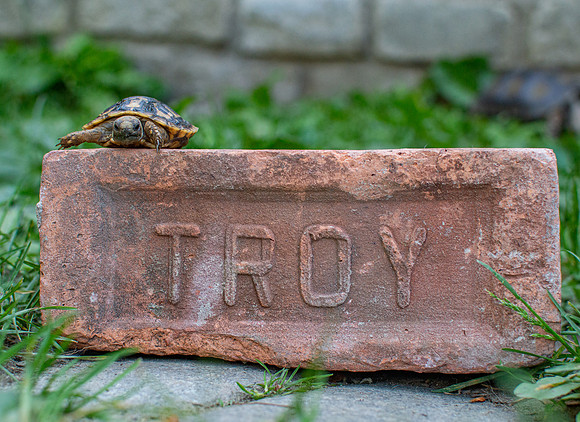 Pancake tortoise #2 (Malacochersus tornieri)