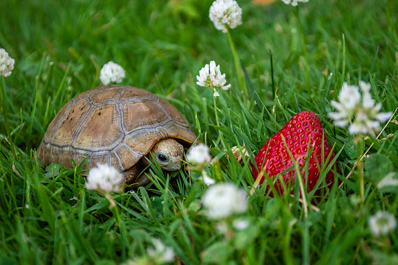 Nibbler the elongated tortoise #NibblerTheTortoise