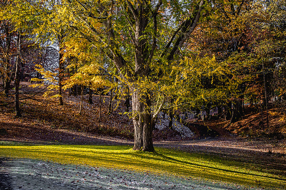 Oakwood Cemetery 10.31.20