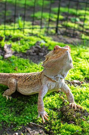 Darwin the Bearded Dragon out in the sun