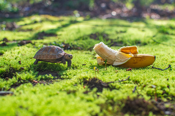 Nibbler the elongated tortoise - size comparison
