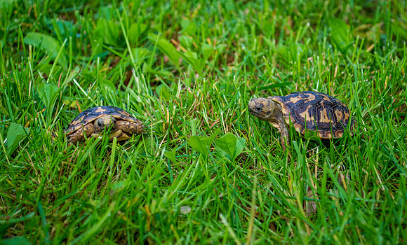 Pancake tortoises (Malacochersus tornieri)