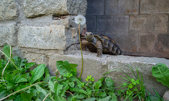 Tank the Brown Mountain Tortoise #TankTheTortoise