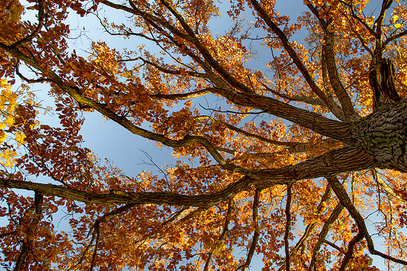 Oakwood Cemetery 10.31.20