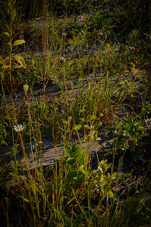 Old Tracks