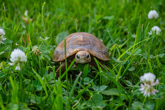 Nibbler the elongated tortoise #NibblerTheTortoise