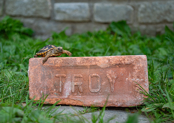 Pancake tortoise #2 (Malacochersus tornieri)