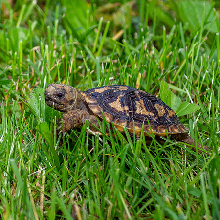 Pancake tortoise (Malacochersus tornieri)