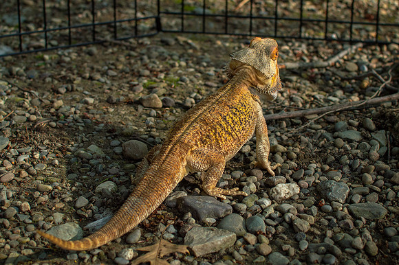 Darwin the Bearded Dragon out in the sun