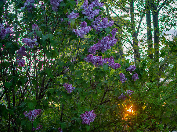 Lilacs with sunset in the distance - May 2020