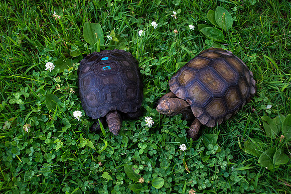 Dozer and Tank (Black and Brown Mountain Tortoises) #TankTheTortosie #DozerTheTortoise