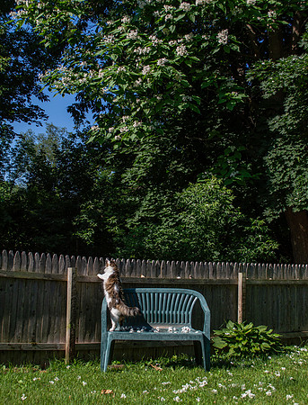 Blooming tree in the backyard - June 2020