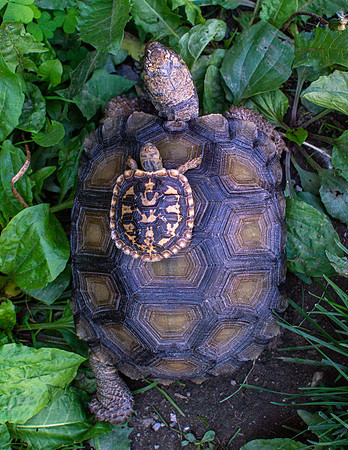 6 year old brown mountain tortoise and a 6 month old pancake tortoise comparison