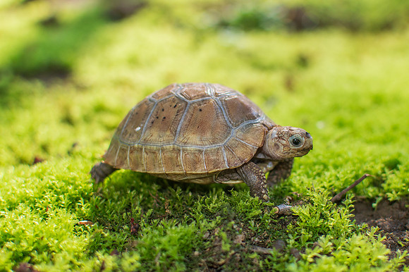 Nibbler the elongated tortoise