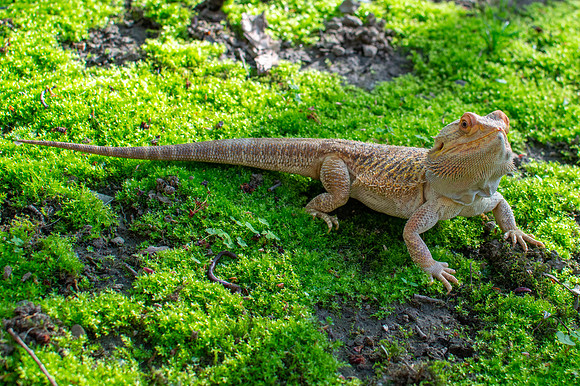 Darwin the Bearded Dragon out in the sun