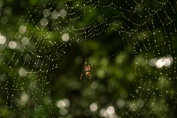DSC_7603