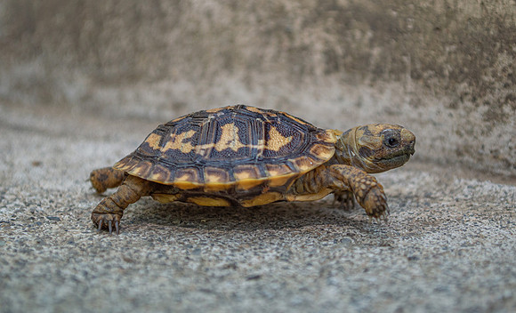 Pancake tortoise (Malacochersus tornieri)
