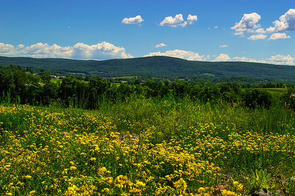 Summer in the Countryside